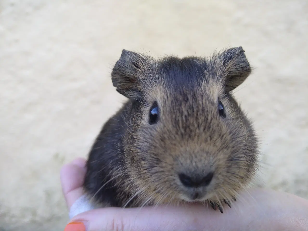 Billede 2 - 2 hun unger, veninder