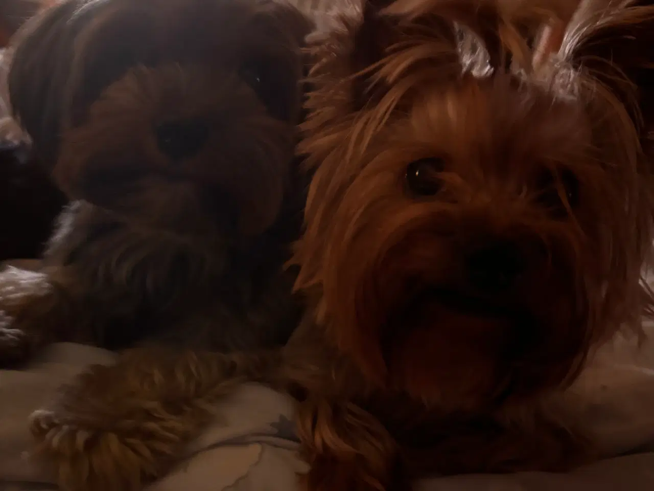 Billede 5 - Yorkshire terrier hvalpe