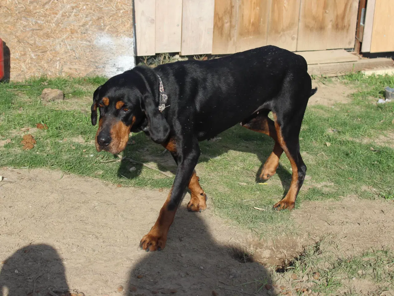 Billede 6 - Smukke Ripley søger sit otium 🩷