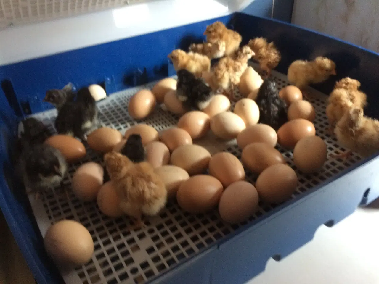 Billede 3 - Sorte Orpington Kyllinger daggamle.