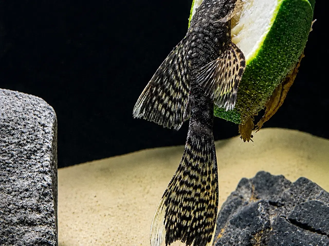 Billede 1 - 🖤Ancistrus / Bristlenose Pleco Longfin – Unger 