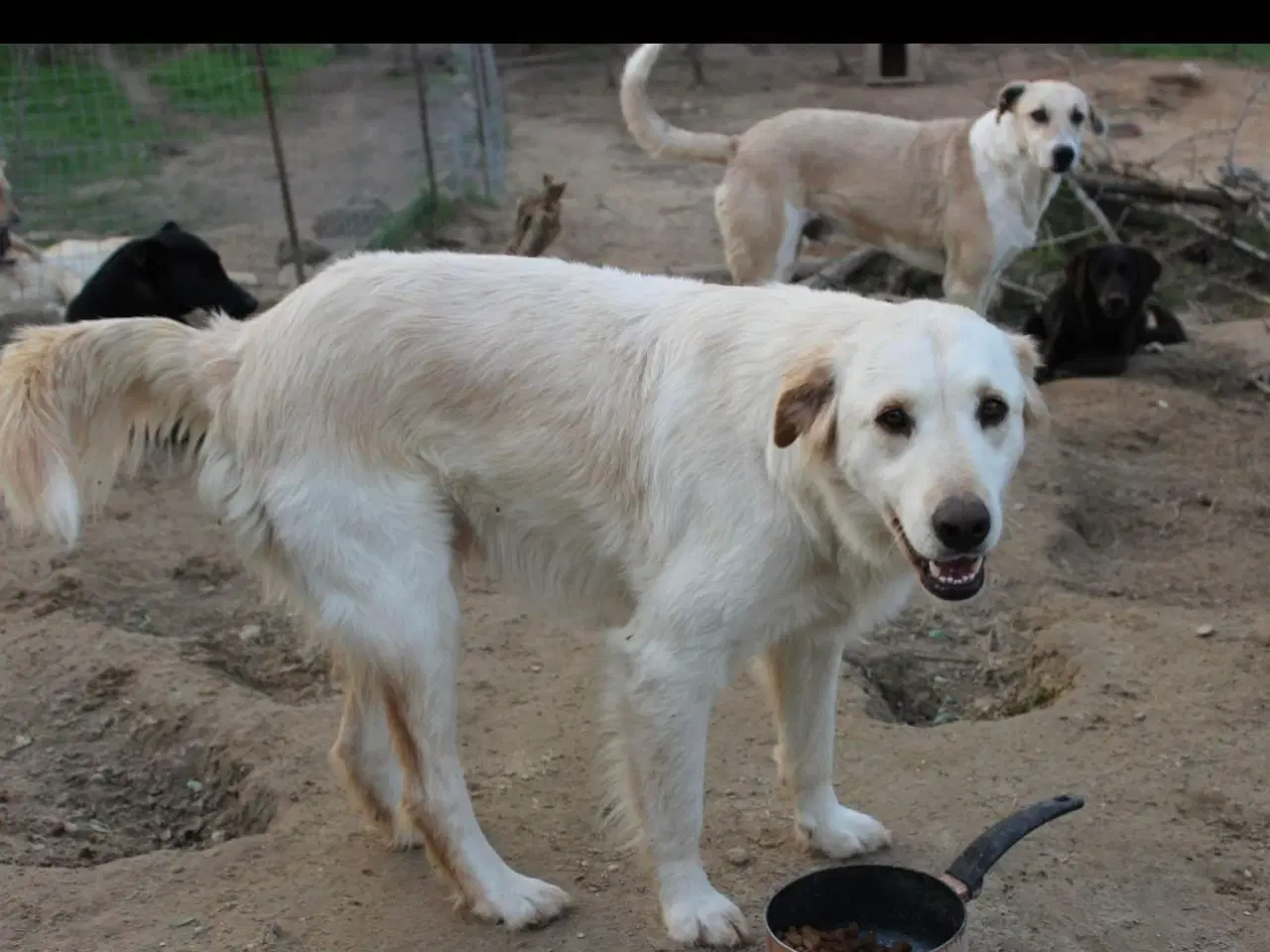 Billede 6 - Dejlige Zaki søger familie 