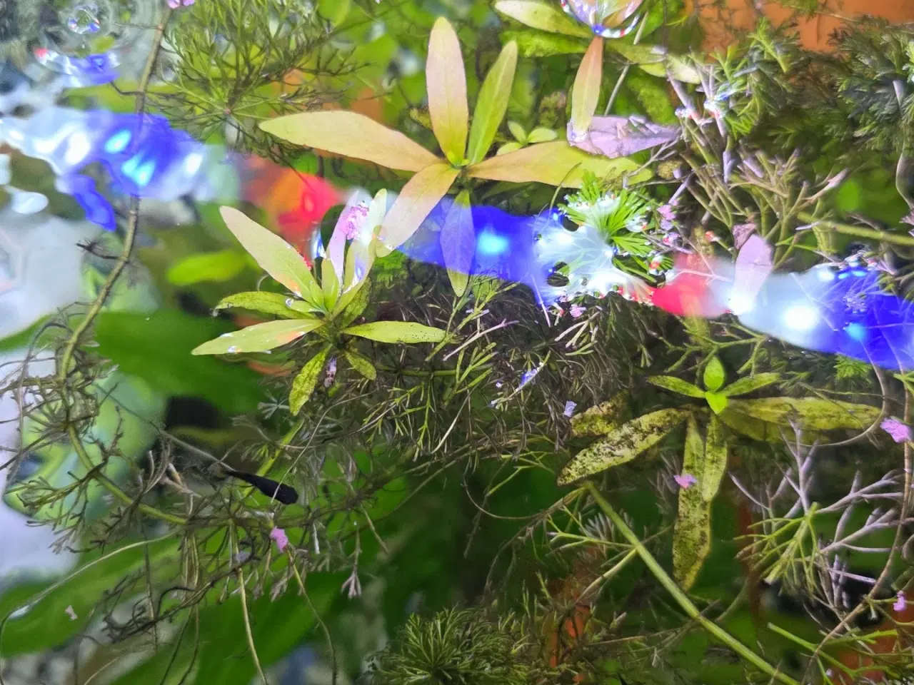 Billede 5 - Juveler Akvarie 340 L