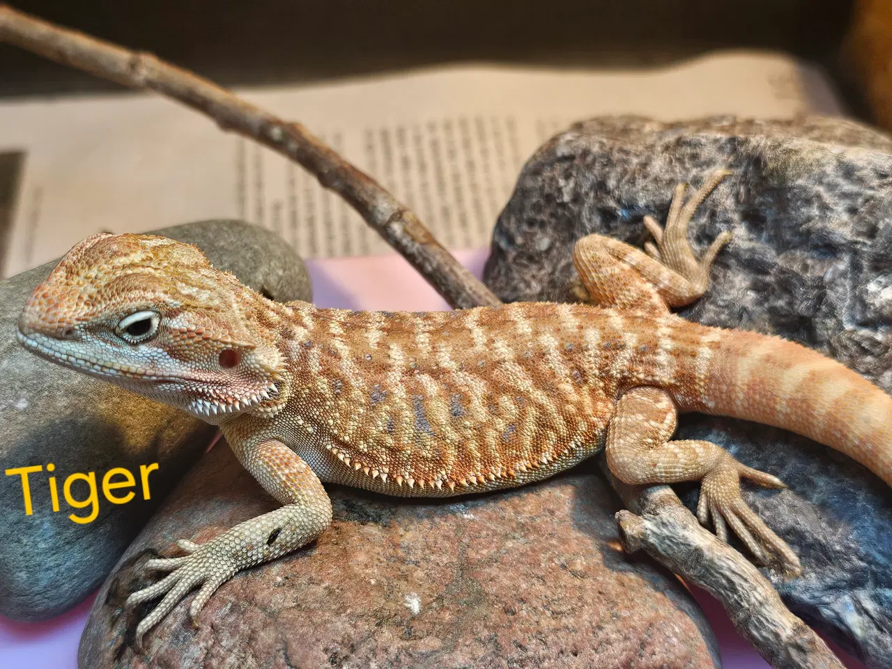 Billede 3 - Skægagame unger med rabat ( : Bud modtages 😊