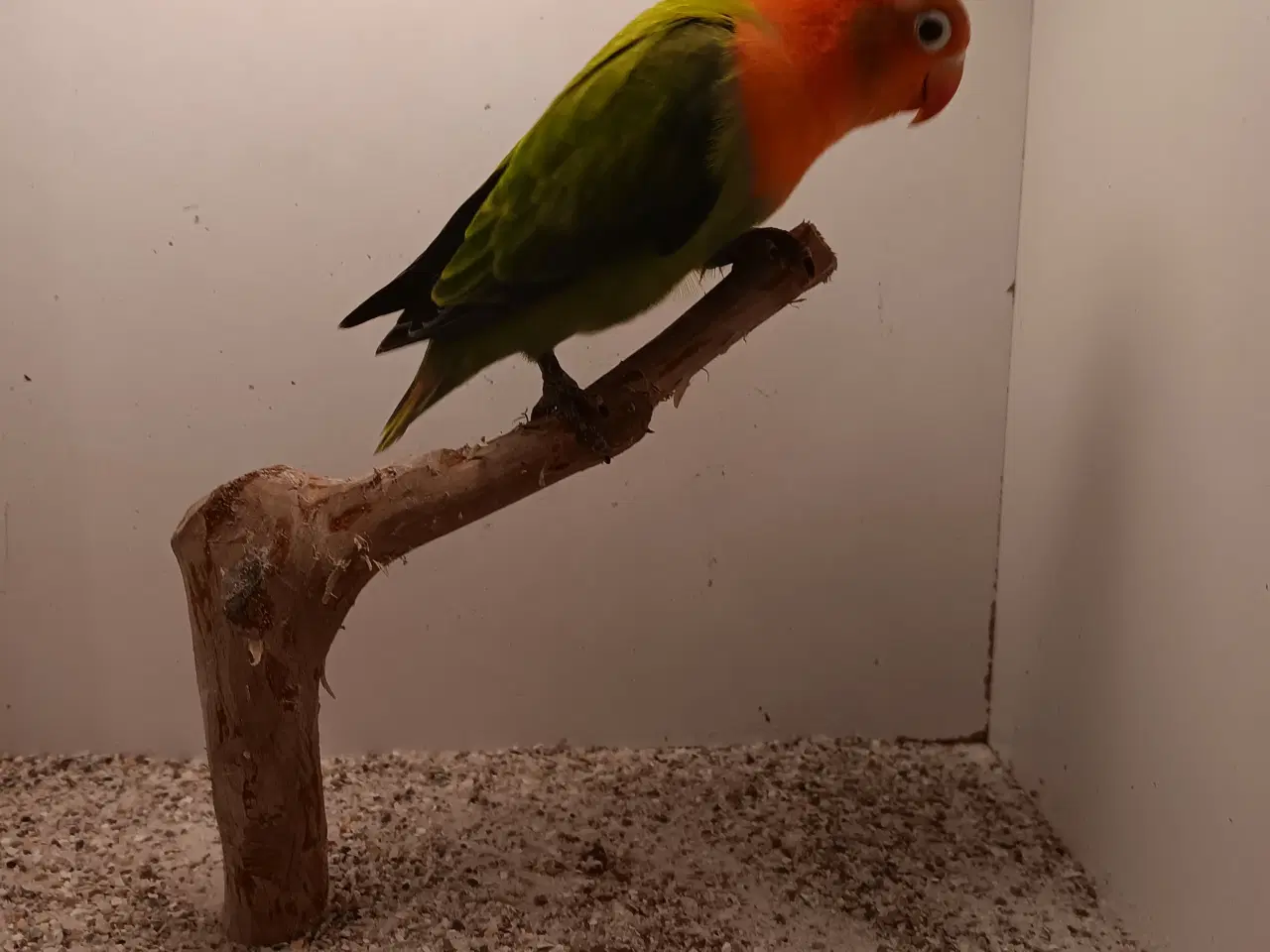 Billede 1 - Rødhovdet dværgepapegøjer opaline grønrøn