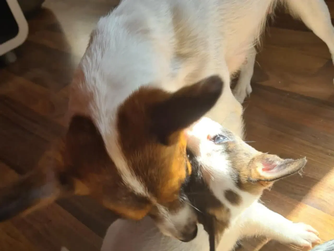 Billede 2 - Skøn hvalp 