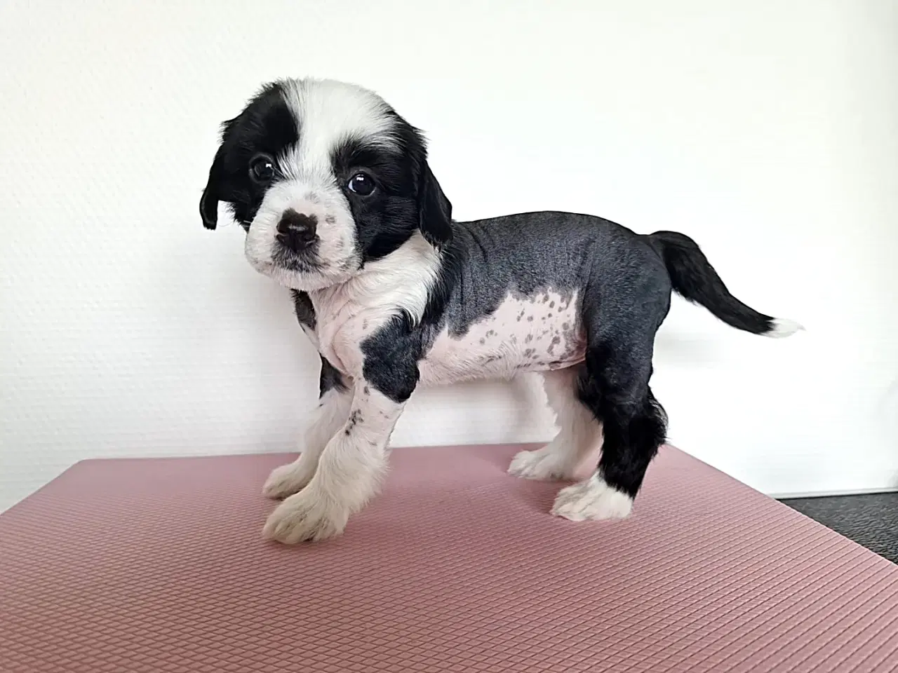 Billede 4 - Chinese crested/ powder puff med DKK stamtavle