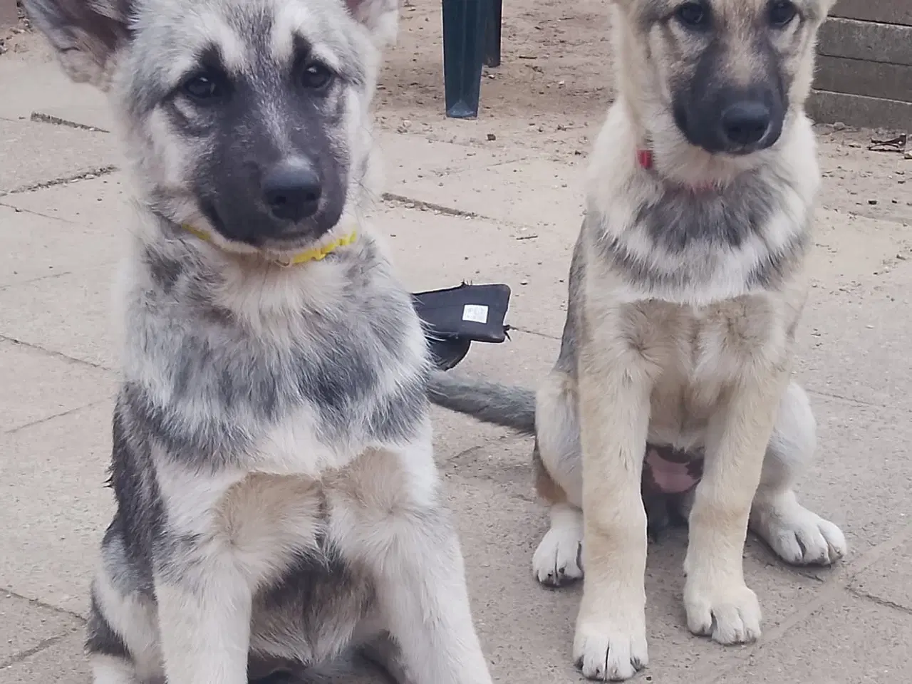 Billede 1 - Husky blandinger 