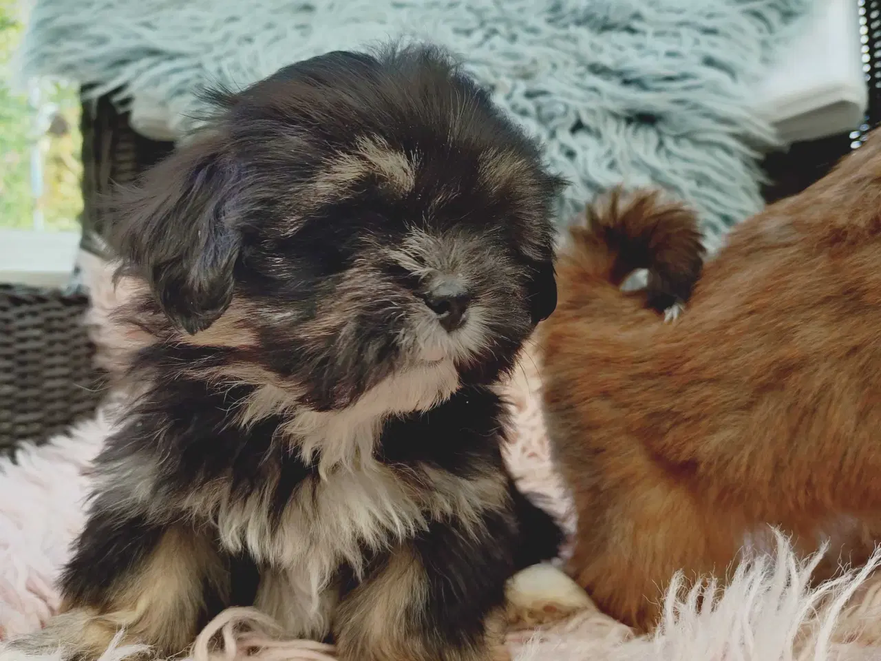 Billede 2 - Lhasa apso hvalpe med stambog 