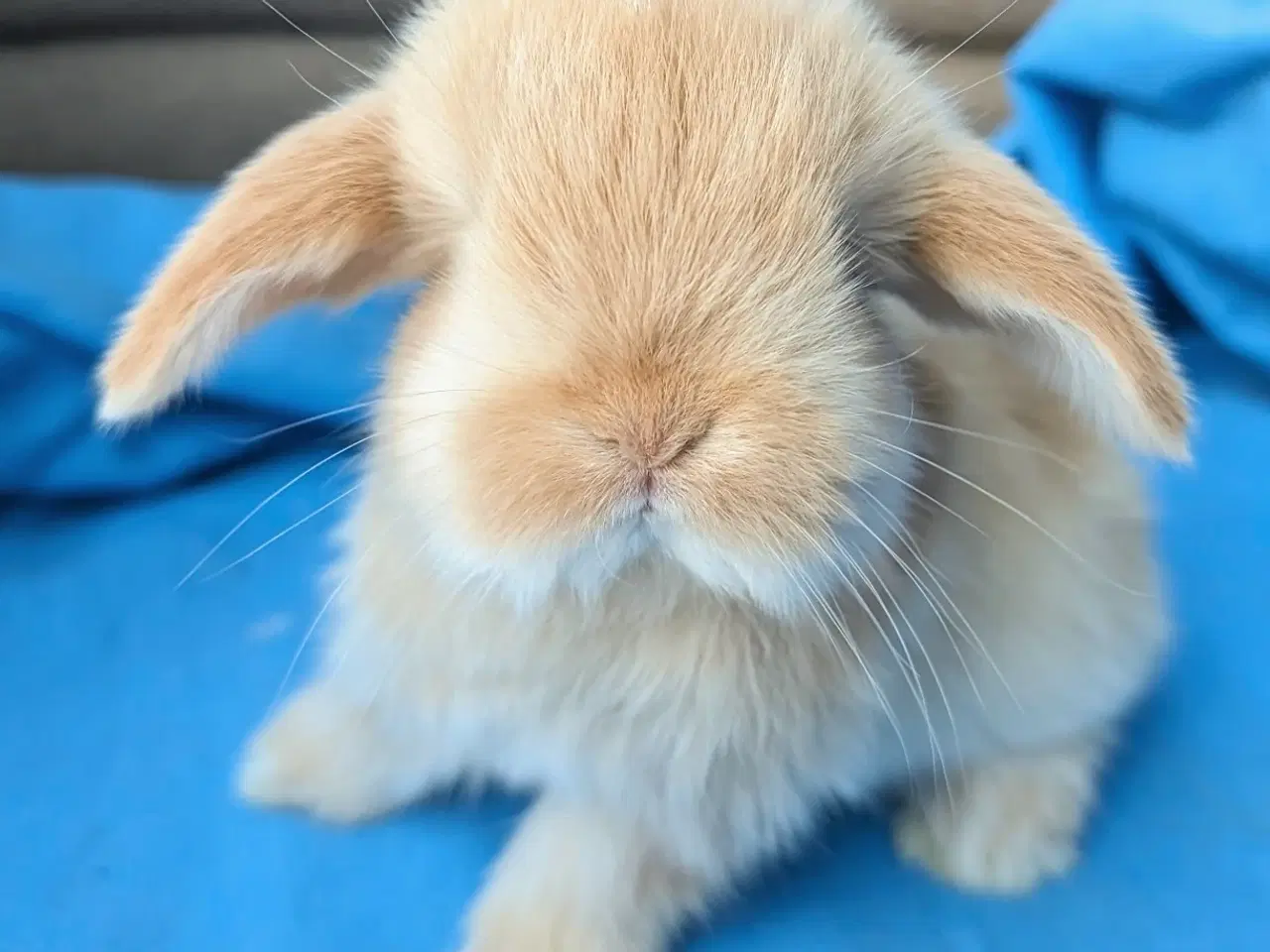 Billede 8 - Minilop kaninunge 