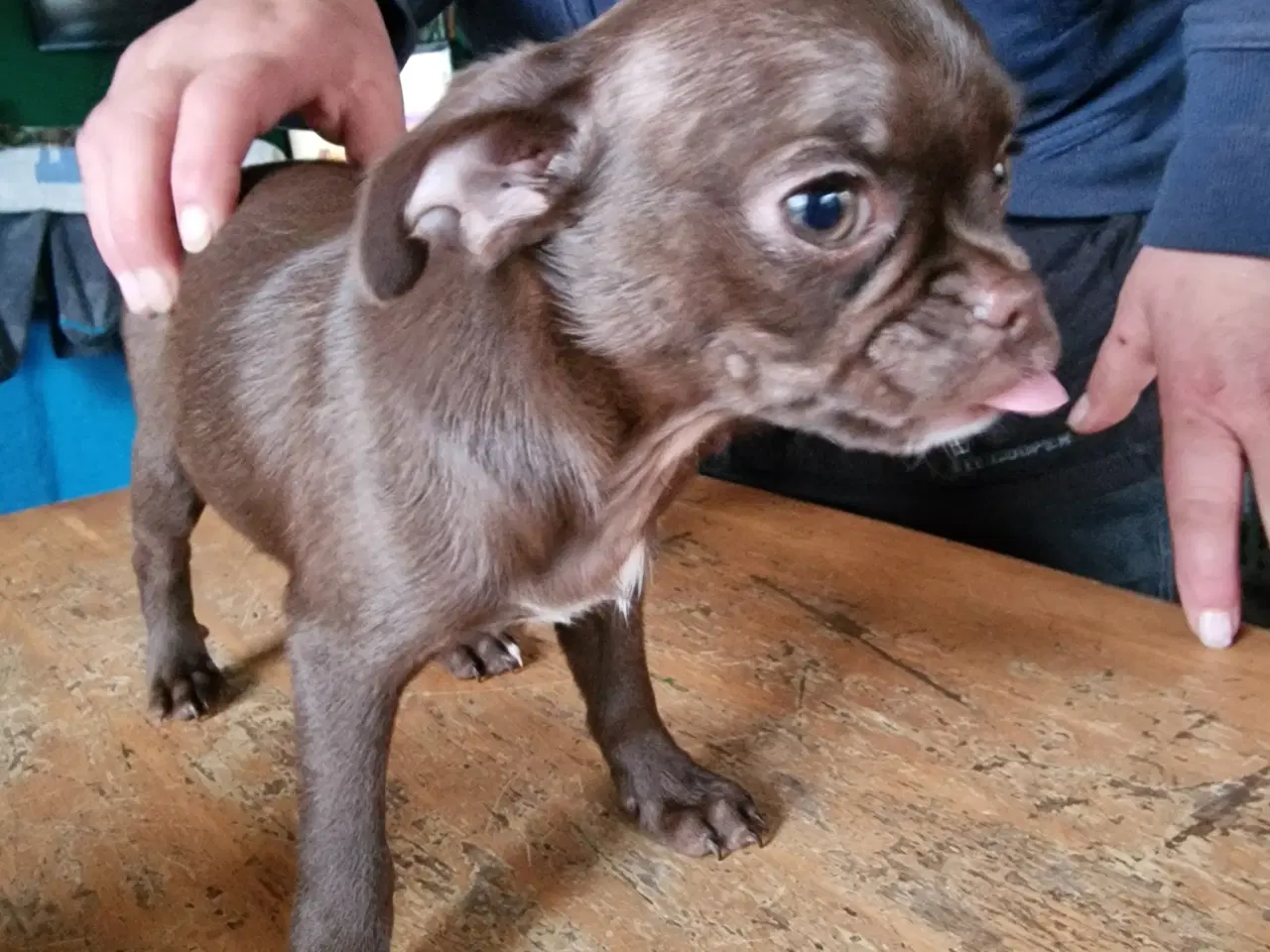 Billede 3 - Tre små mops/chihuahua til salg 