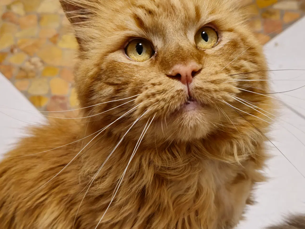 Billede 5 - Maine Coon 