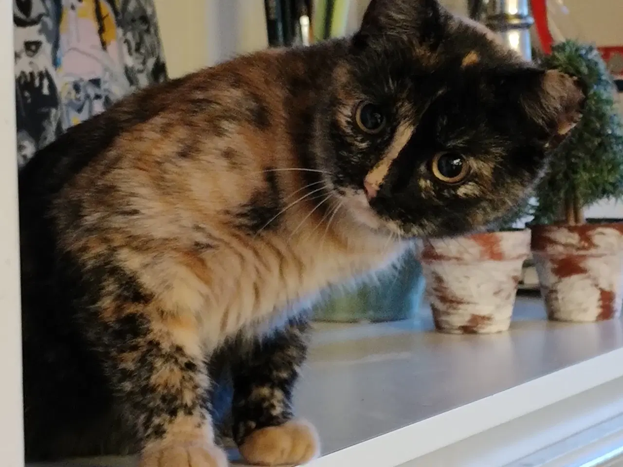 Billede 2 - British Shorthair/huskat blanding