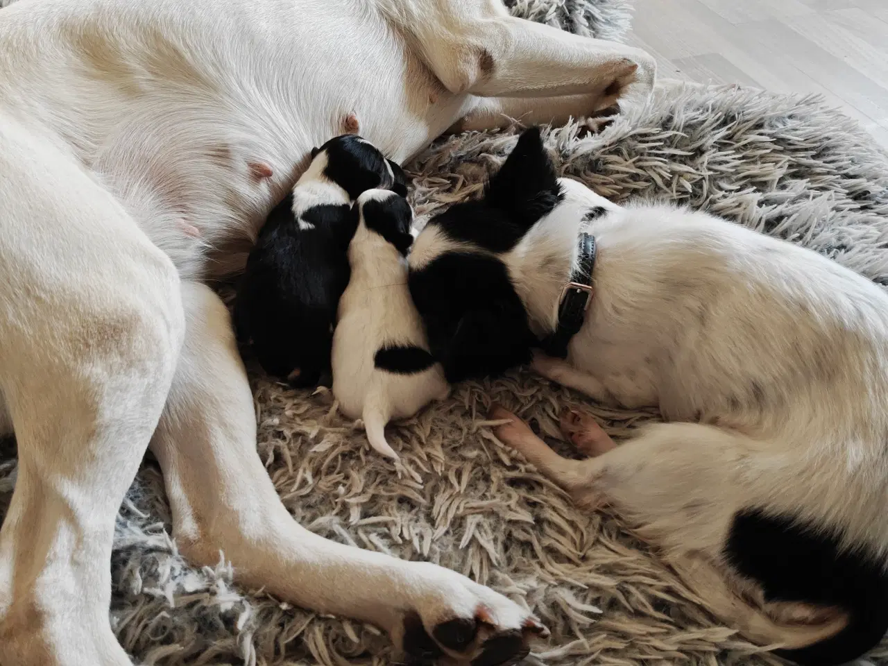 Billede 5 - Chihuahua med et strejf af shih tzu