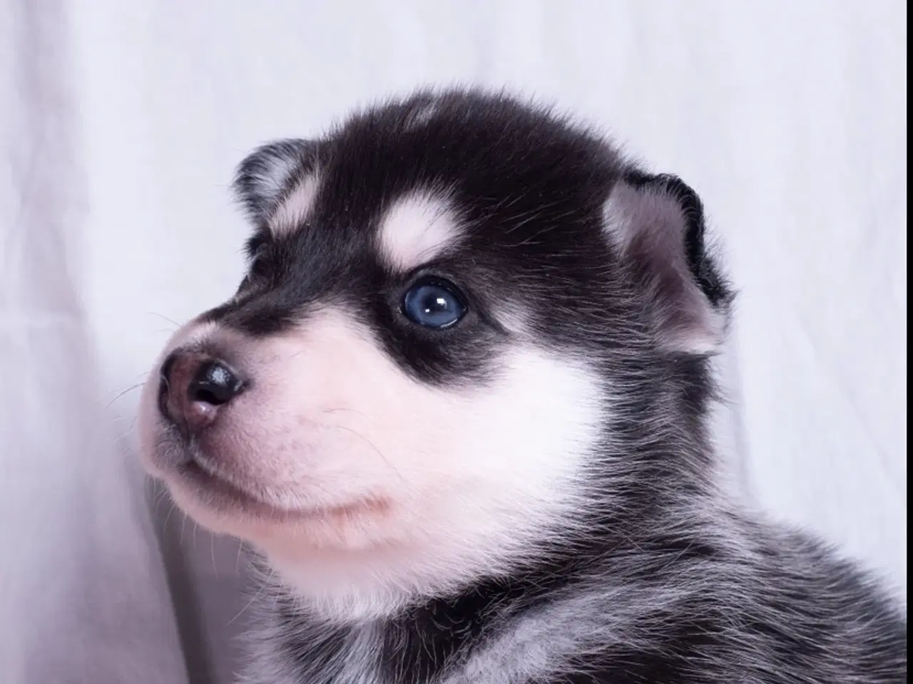 Billede 4 - Alaskan Husky/malamute hvalpe