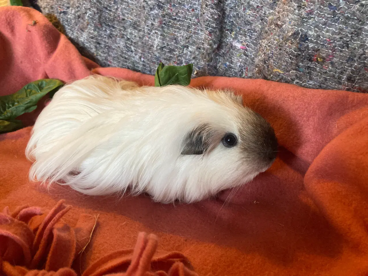 Billede 3 - Sheltie California Marsvin søger nyt hjem