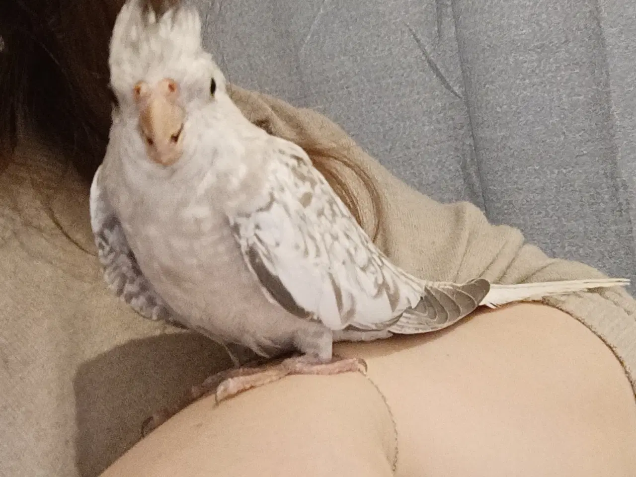 Billede 3 - Hun nymfe parakit