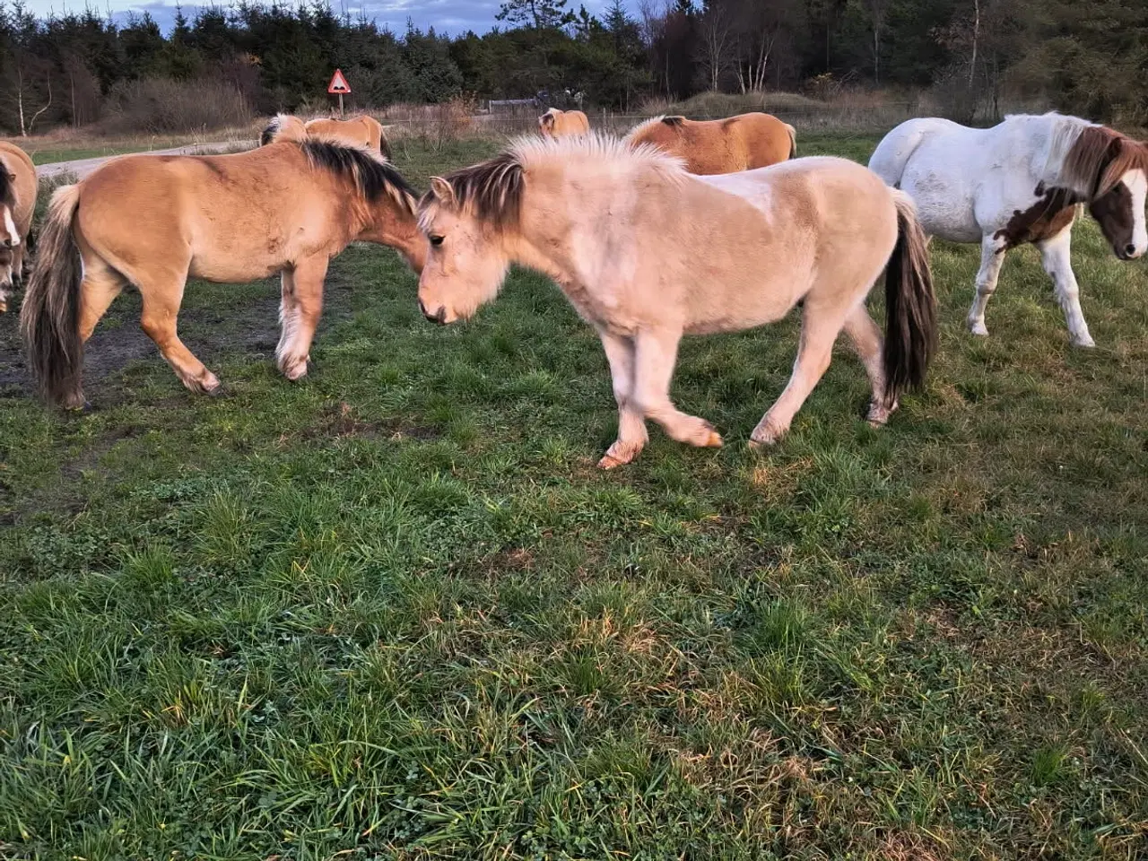 Billede 1 - 2 stk. 3,5 års fjordskrydsningsvalakker