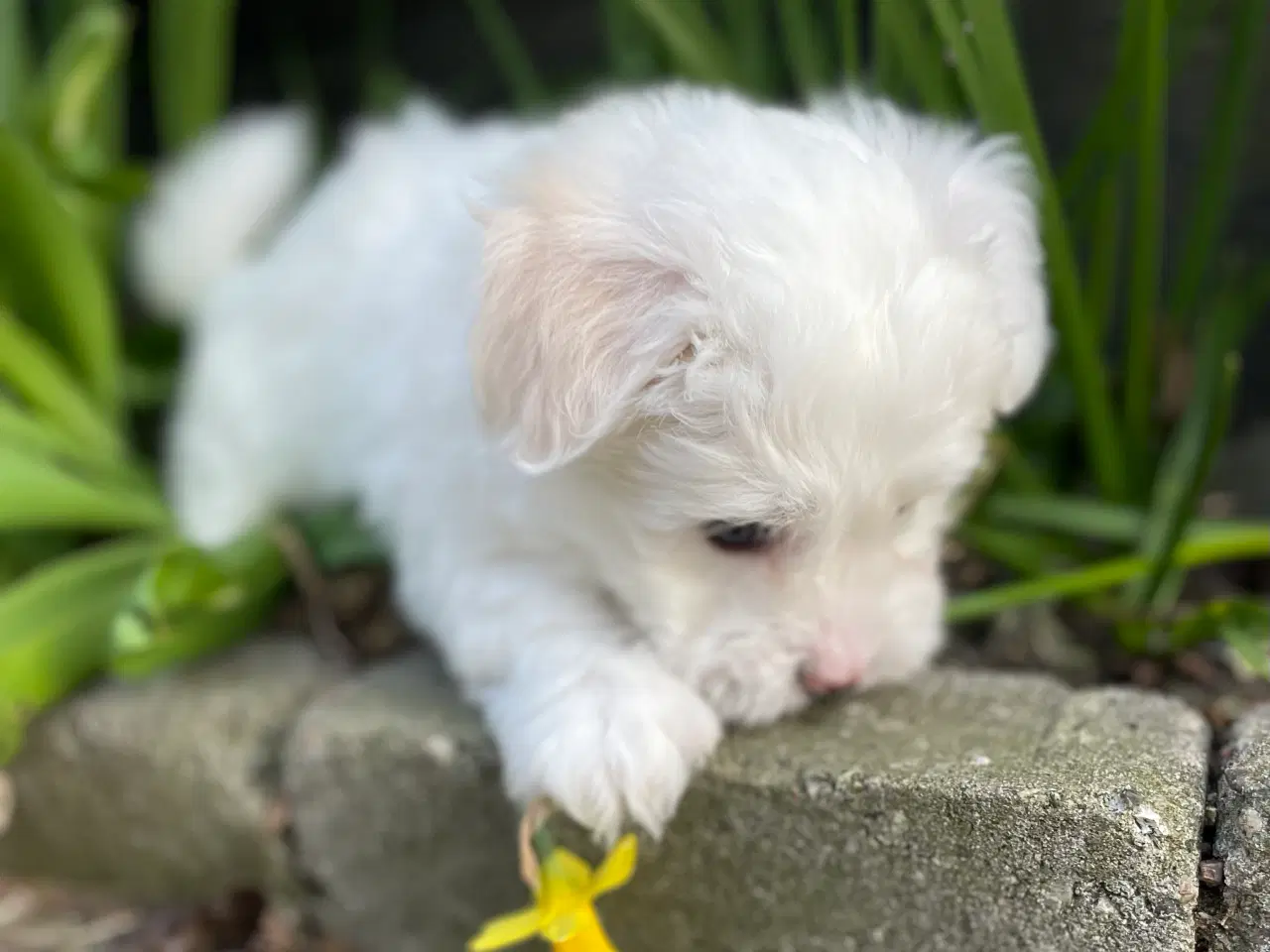 Billede 2 - Ægte coton de tulear hvalpe