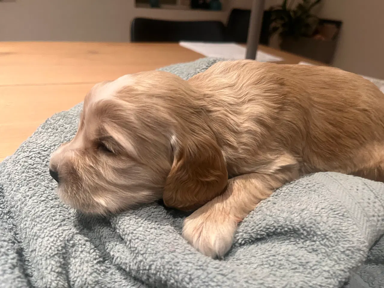 Billede 4 - Skønne cockerspaniel hvalpe 