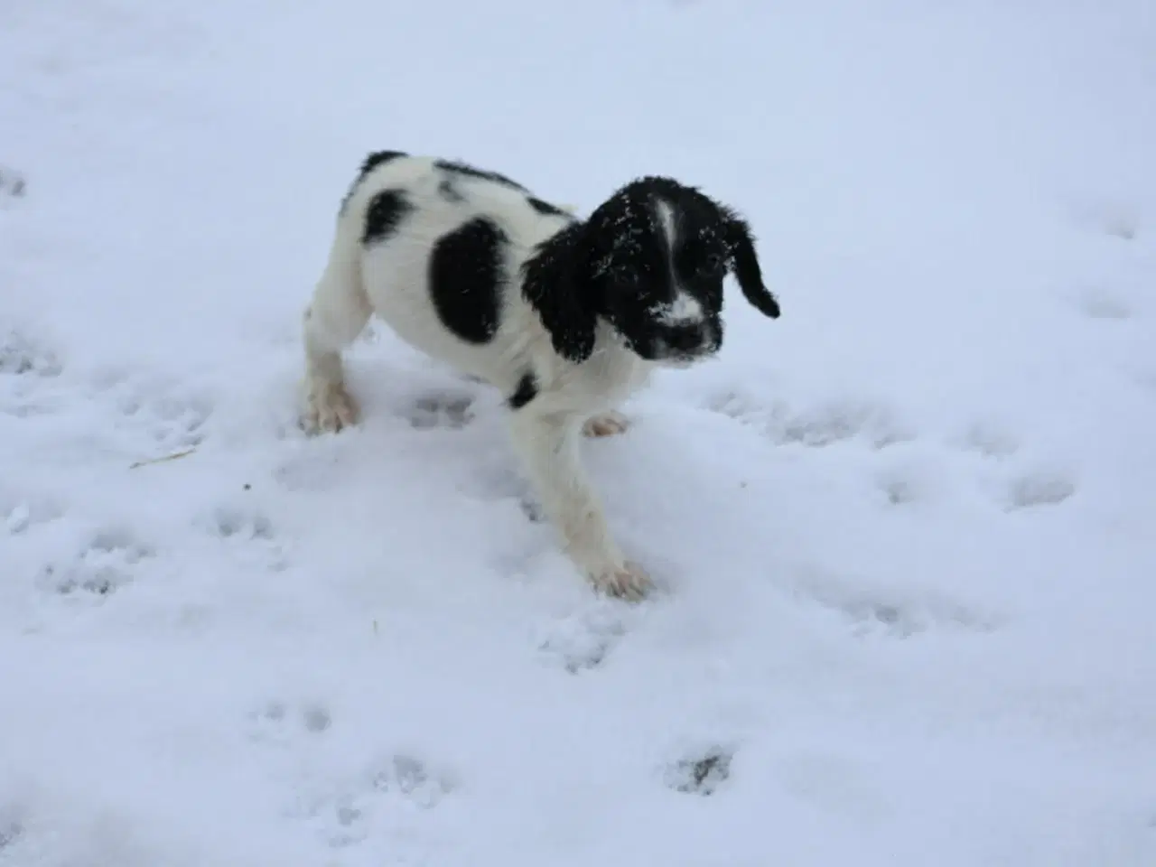 Billede 5 - Springer spaniel