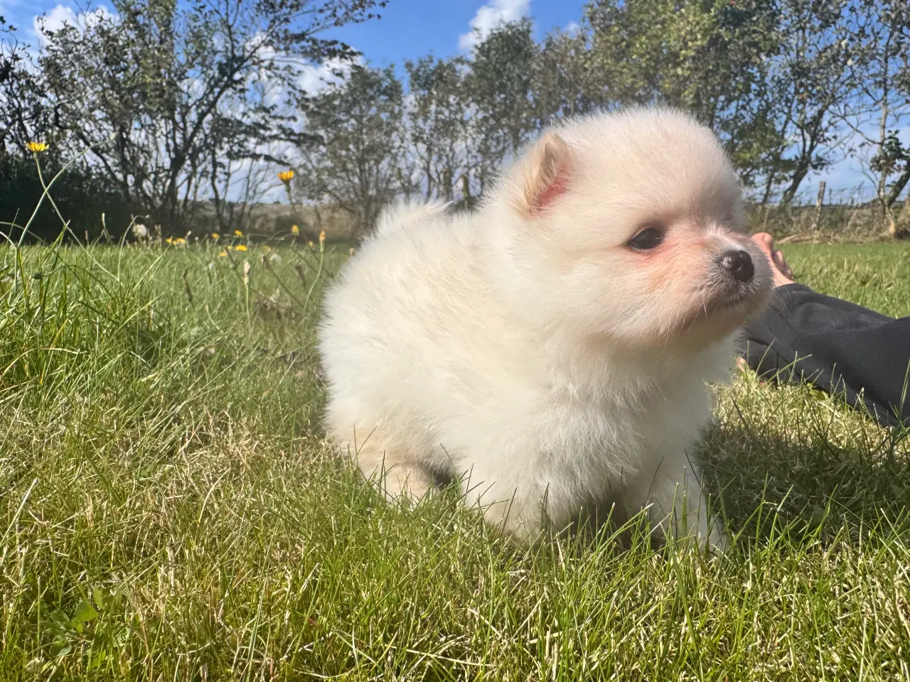 Billede 7 - Pomeranian hvalp 