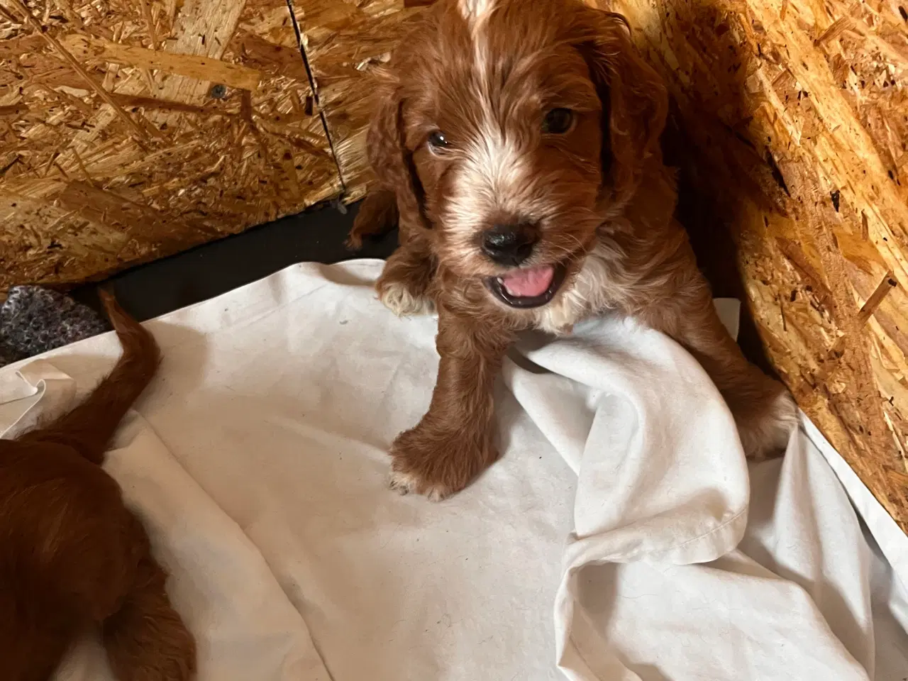 Billede 6 - Cockapoo hvalpe sælges