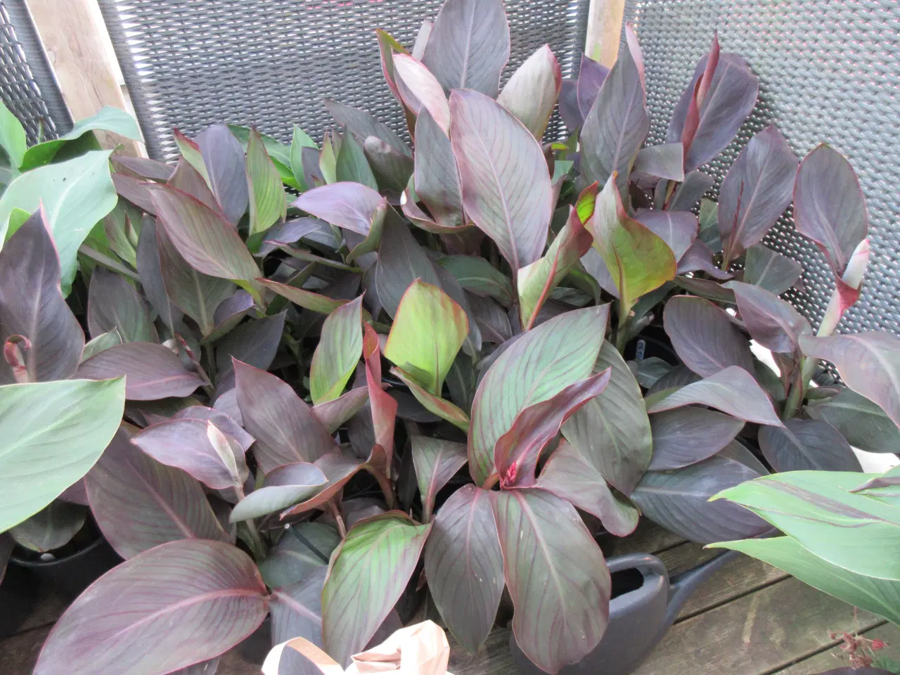 Billede 7 - Canna planter.