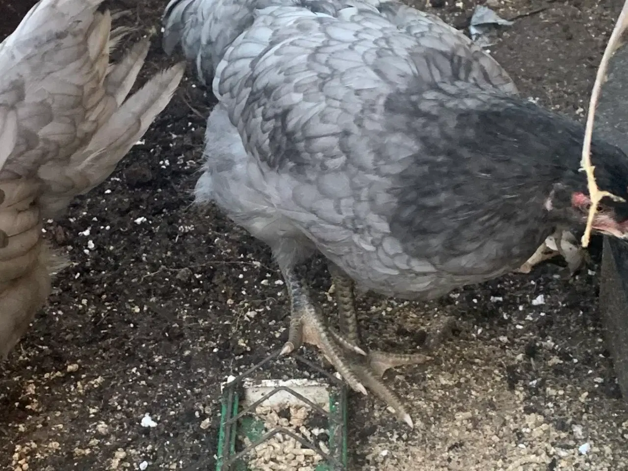 Billede 4 - 2 hanekyllinger i overskud