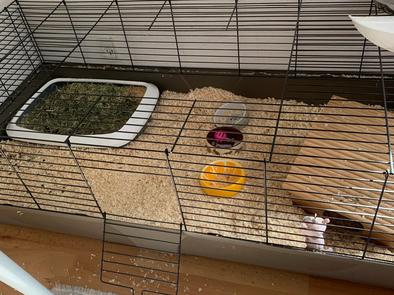 Billede 3 - tam kanin