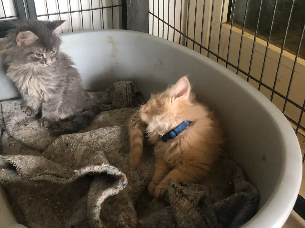 Billede 8 - Maine coon killing unden travle