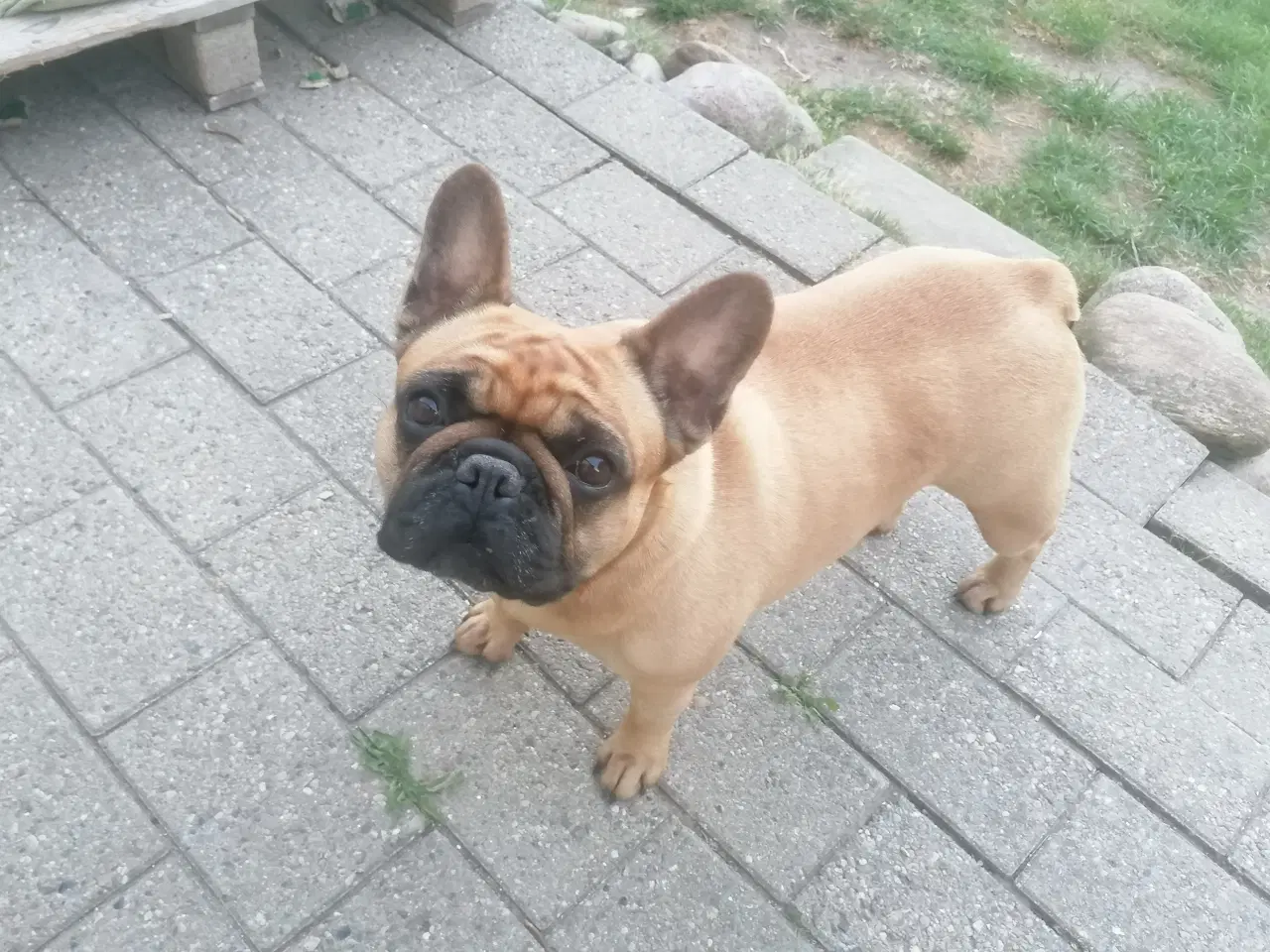 Billede 4 - Fransk bulldog - søger nyt hjem