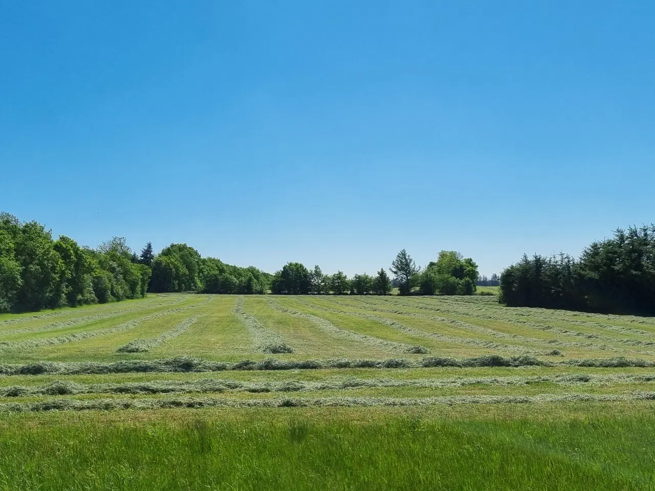 Billede 2 - Indpakket Hø