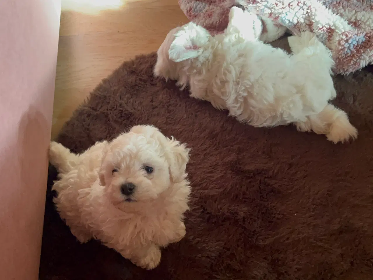 Billede 13 - Havachon hvalpe 🐶