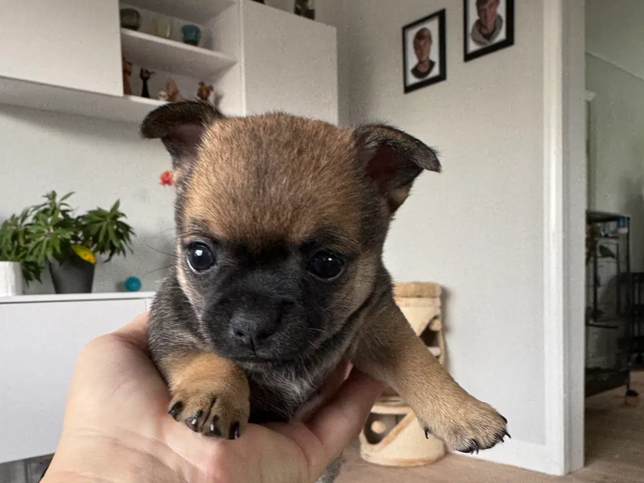 Billede 2 - Chihuahua/papillon hvalpe