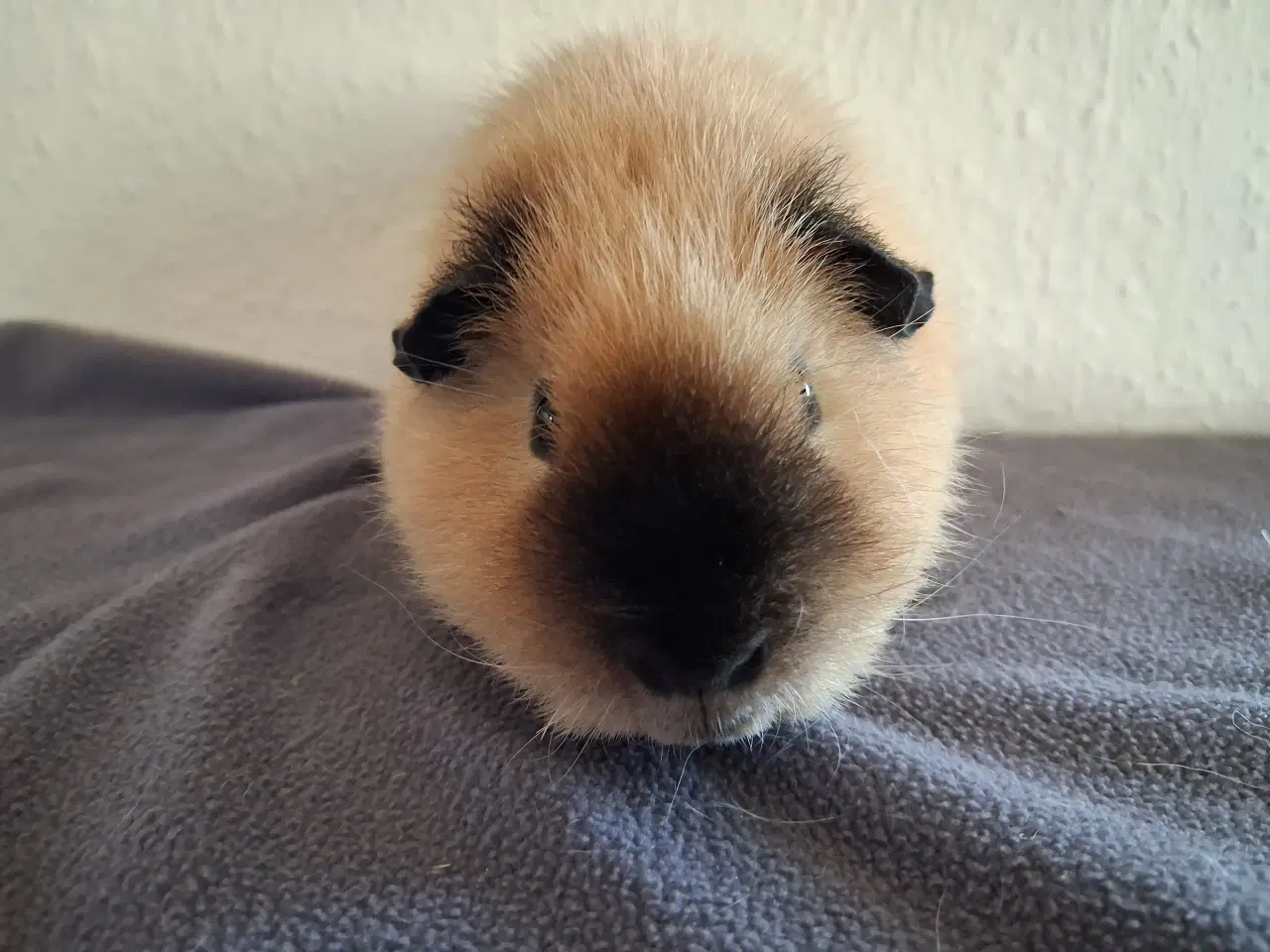 Billede 3 - Marsvin fra registreret opdrætter 