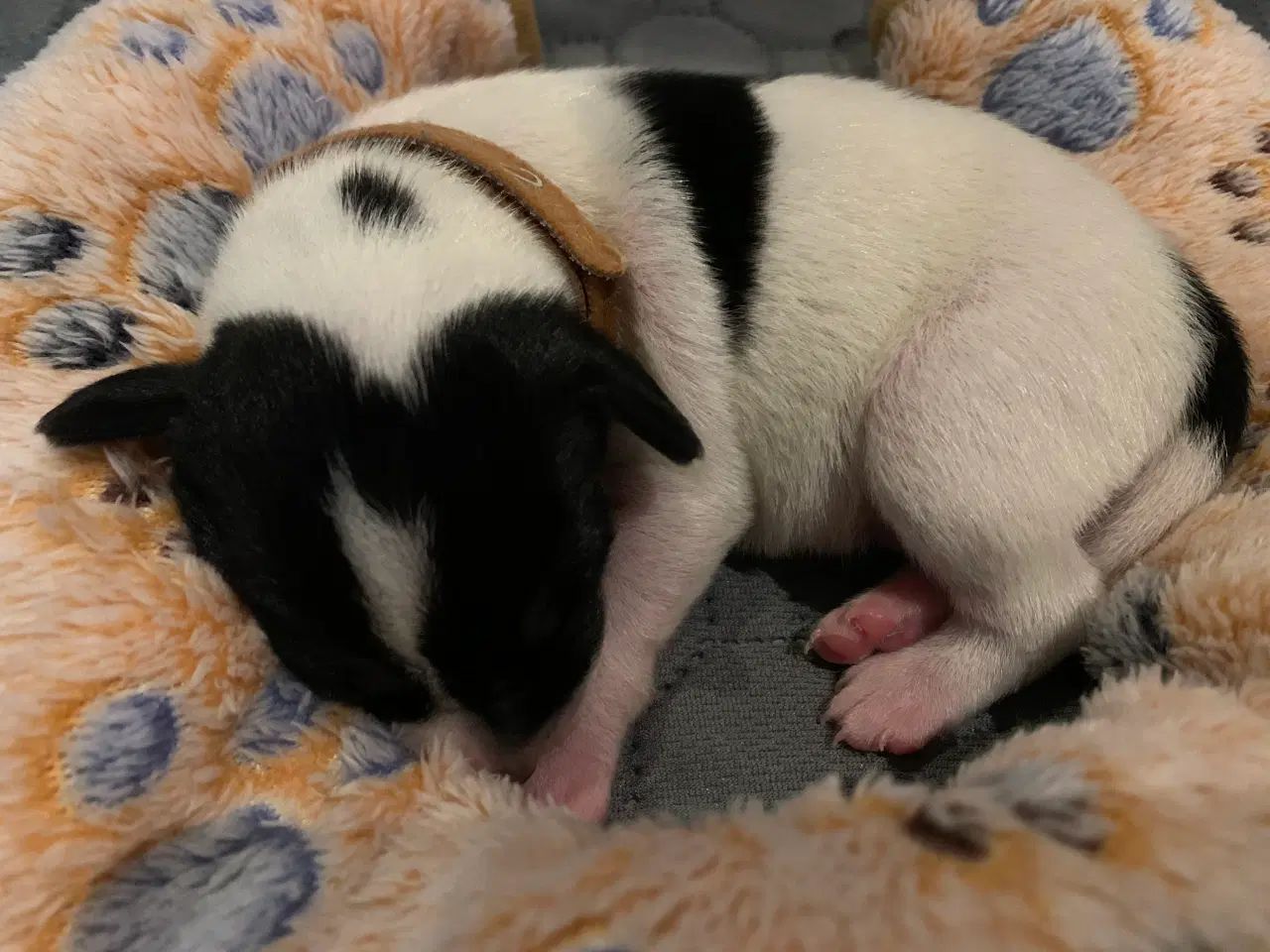 Billede 7 - Dansk svensk gårdhund hvalpe