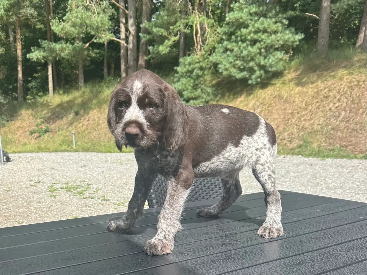Billede 2 - Ruhår hønsehund hvalpe