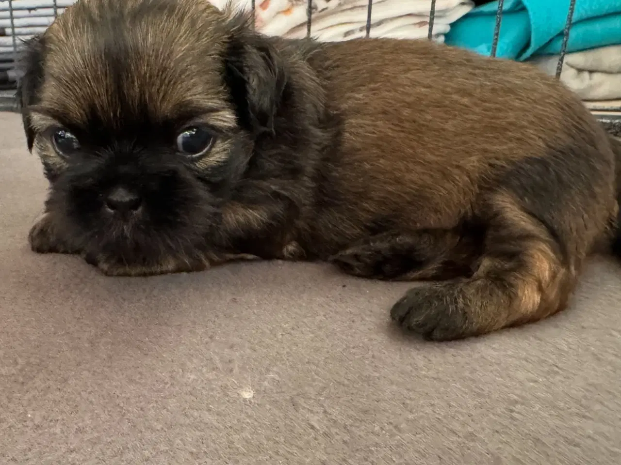 Billede 3 - Shih Tzu hvalpe 