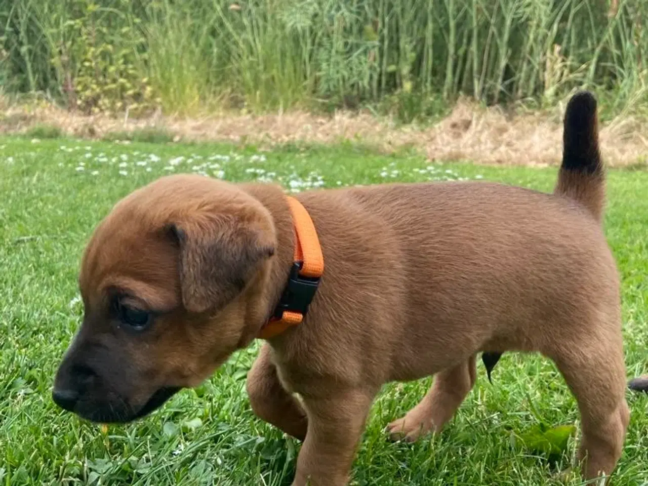 Billede 3 - Westfalen terrier kryds. 