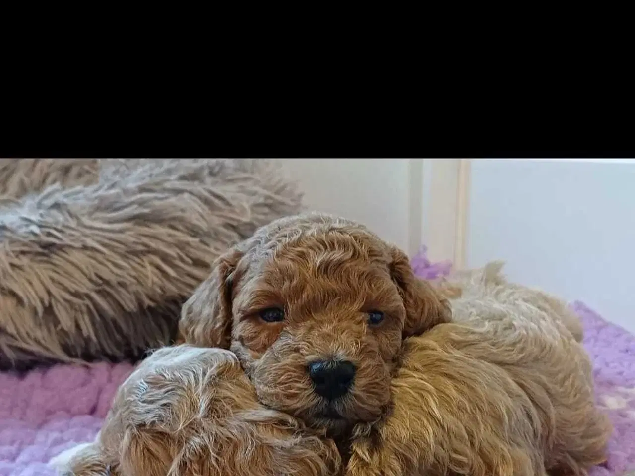 Billede 6 - Doodle hvalpe