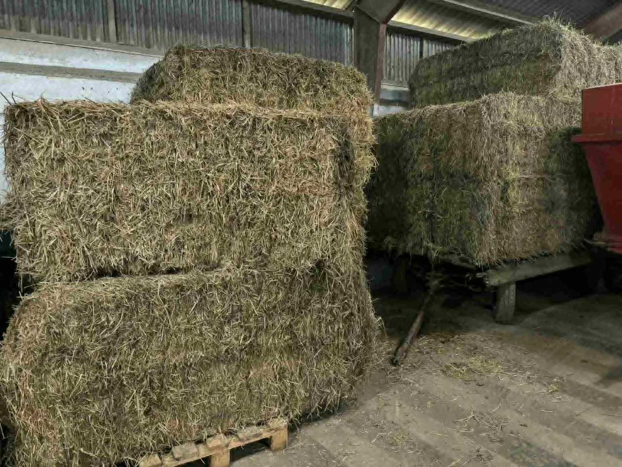 Billede 1 - Økologisk vårbyg halm