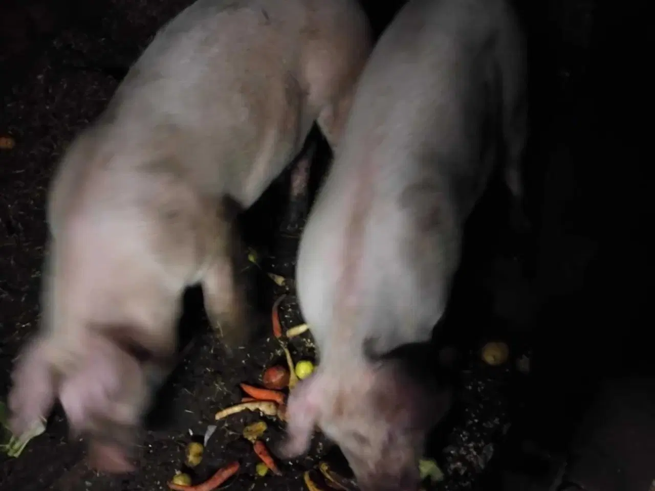 Billede 1 - Slagtesvin