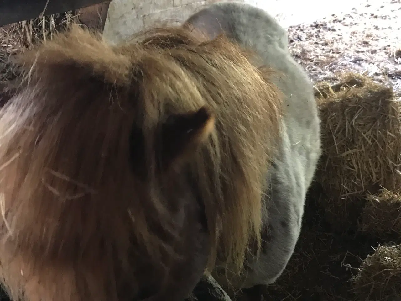 Billede 5 - Hoppe og hingst 