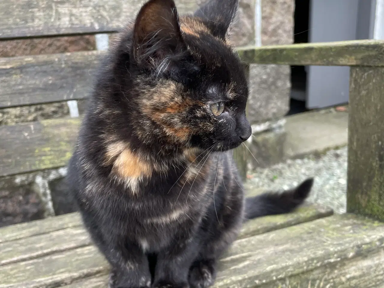 Billede 2 - 2 kattekillinger sælges samlet