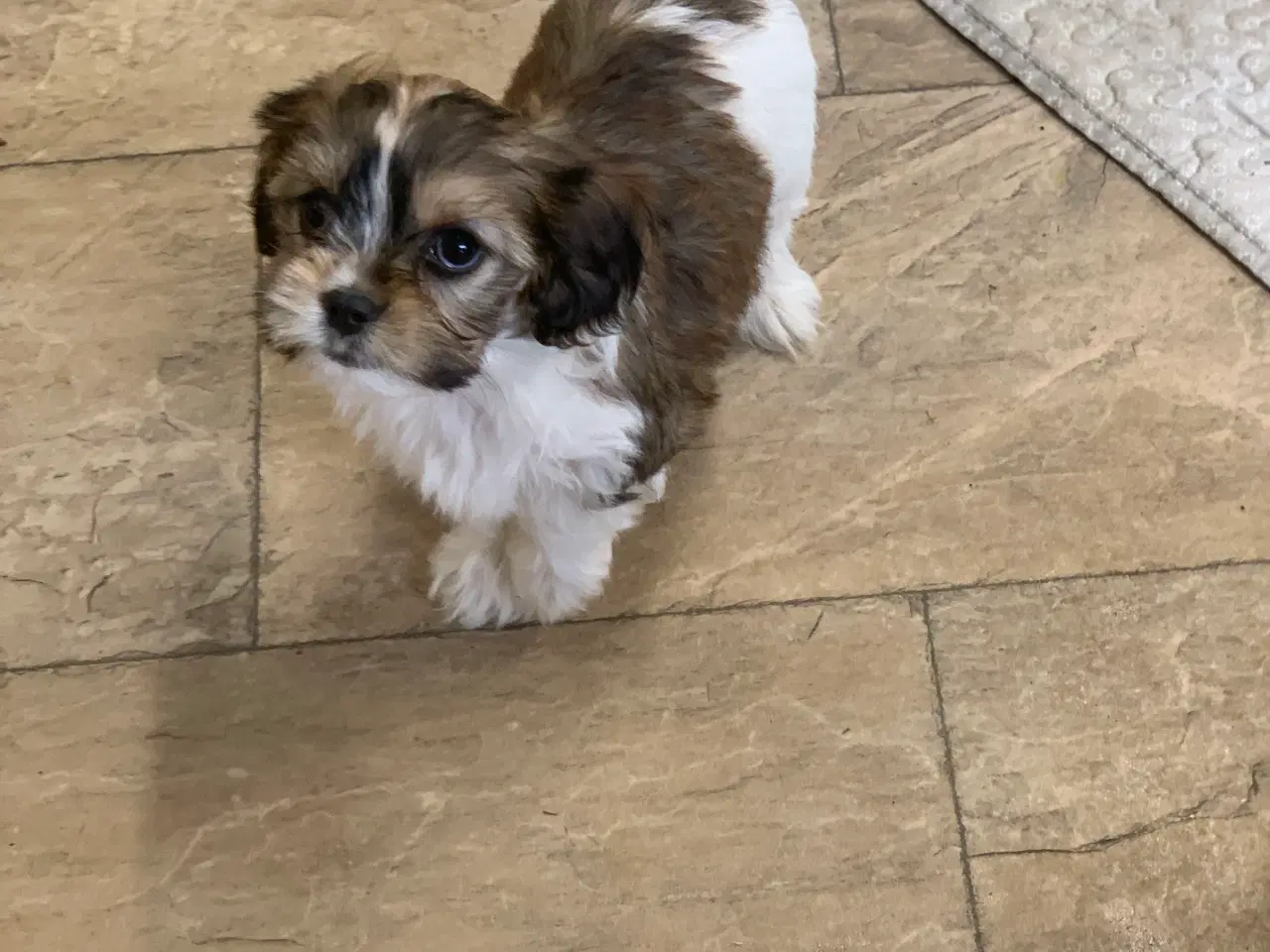 Billede 14 - Bichon / cavalier babyer 