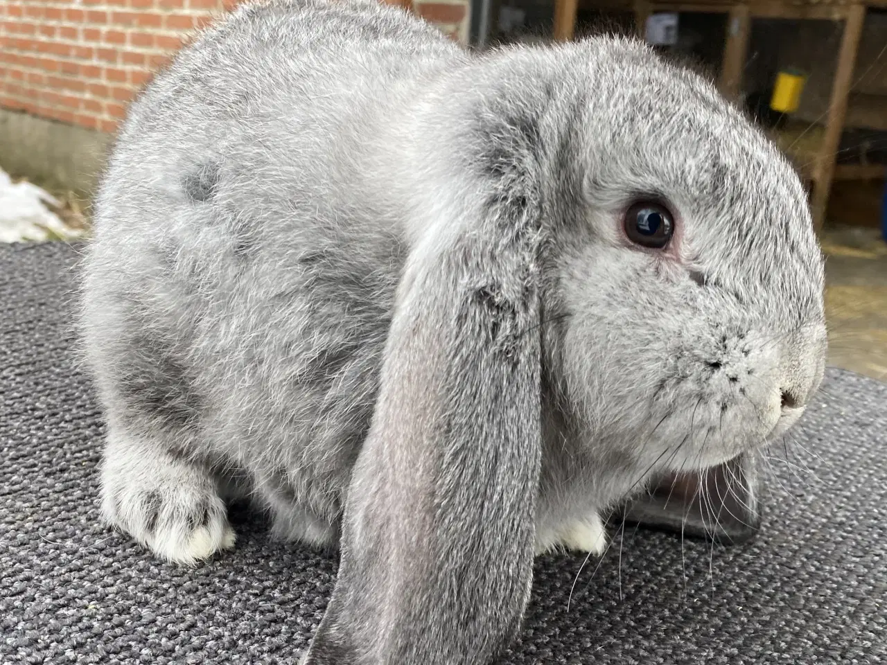Billede 1 - FRANSK VÆDDER HAN CHINCHILLA
