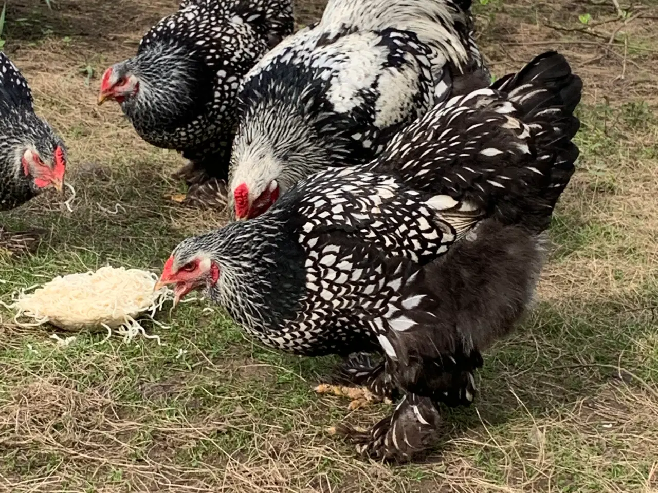 Billede 4 - Brahma kyllinger 