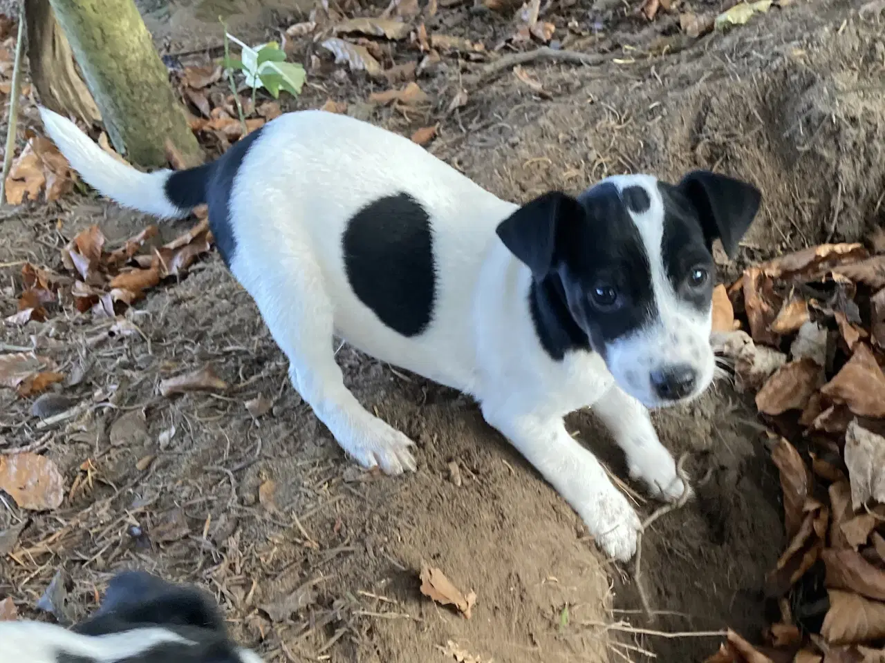 Billede 7 - Jack Russel hvalpe 