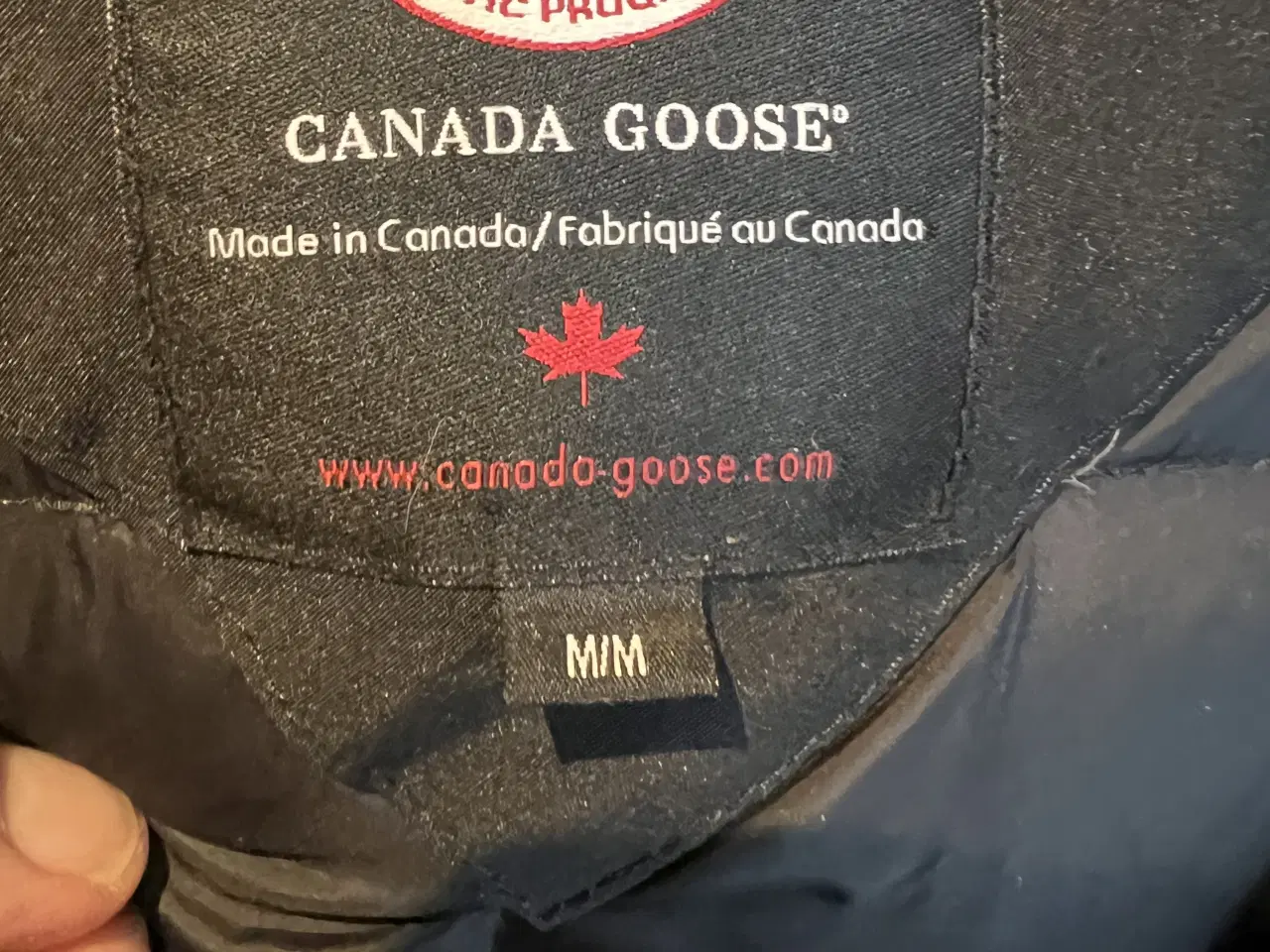 Billede 1 - Canada goose 